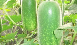 网红吃瓜糗事大全,笑料百出，揭秘娱乐圈幕后趣闻