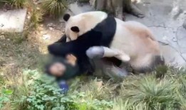爆料熊猫事件视频大全最新
